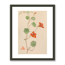 Nasturtium (Krasse) by Hilma af Klint