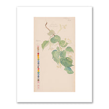 Tilia × europaea (Common Linden) by Hilma af Klint