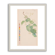 Tilia × europaea (Common Linden) by Hilma af Klint