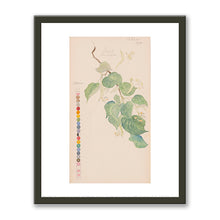 Tilia × europaea (Common Linden) by Hilma af Klint