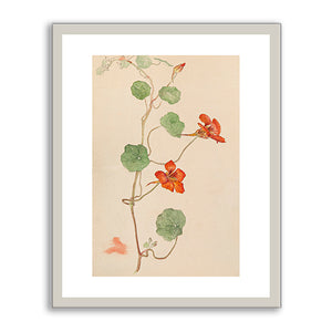 Botanical Drawing (Nasturtium) by Hilma af Klint