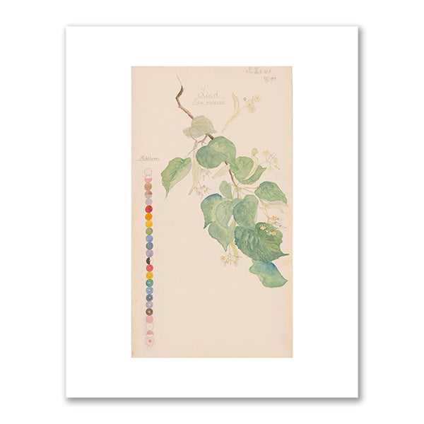 Tilia × europaea (Common Linden) by Hilma af Klint