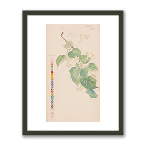 Tilia × europaea (Common Linden) by Hilma af Klint