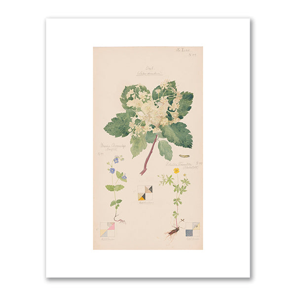 Hilma af Klint, Scandosorbus intermedia (Swedish Whitebeam), Potentilla erecta (Erect Cinquefoil), Veronica chamaedrys (Germander Speedwell), 1919, The Museum of Modern Art, New York, NY. Fine Art Prints in various sizes by Museums.Co