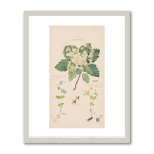 Sorbus aucuparia (European Mountain Ash), Ranunculus bulbosus (Bulbous Buttercup), Tegenaria domestica (Barn Funnel Weaver) by Hilma af Klint