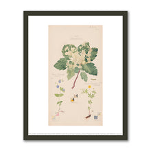 Sorbus aucuparia (European Mountain Ash), Ranunculus bulbosus (Bulbous Buttercup), Tegenaria domestica (Barn Funnel Weaver) by Hilma af Klint