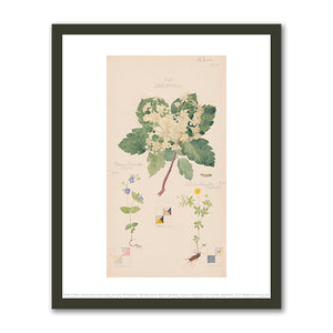 Sorbus aucuparia (European Mountain Ash), Ranunculus bulbosus (Bulbous Buttercup), Tegenaria domestica (Barn Funnel Weaver) by Hilma af Klint