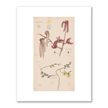 Hilma af Klint, Anemone nemorosa (European Thimbleweed), Populus nigra (Lombardy Poplar), Salix caprea (Goat Willow), 1919, The Museum of Modern Art, New York, NY. Fine Art Prints in various sizes by Museums.Co