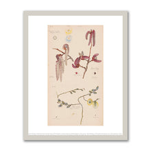 Anemone nemorosa (European Thimbleweed), Populus nigra (Lombardy Poplar), Salix caprea (Goat Willow) by Hilma af Klint