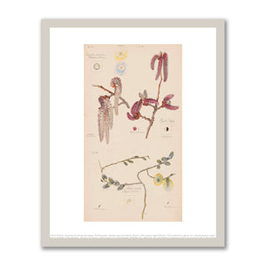 Anemone nemorosa (European Thimbleweed), Populus nigra (Lombardy Poplar), Salix caprea (Goat Willow) by Hilma af Klint