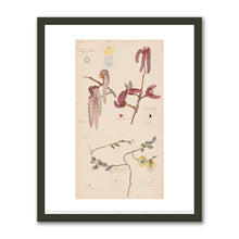 Anemone nemorosa (European Thimbleweed), Populus nigra (Lombardy Poplar), Salix caprea (Goat Willow) by Hilma af Klint