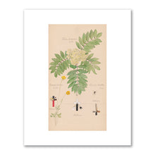 Sorbus aucuparia (European Mountain Ash), Ranunculus bulbosus (Bulbous Buttercup), Tegenaria domestica (Barn Funnel Weaver) by Hilma af Klint