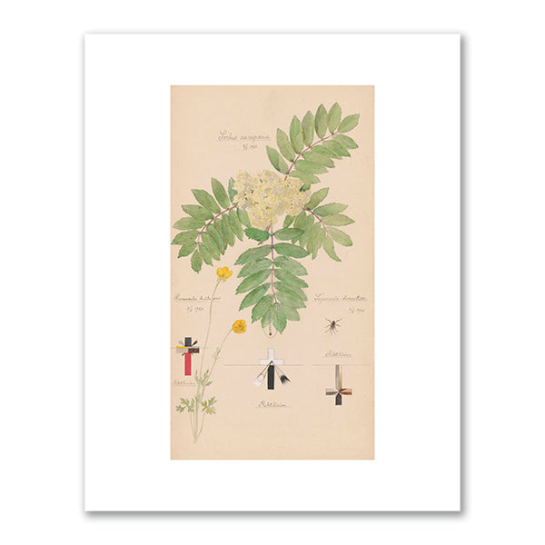 Sorbus aucuparia (European Mountain Ash), Ranunculus bulbosus (Bulbous Buttercup), Tegenaria domestica (Barn Funnel Weaver) by Hilma af Klint