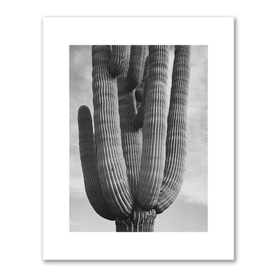 Ansel Adams, Saguaros, Saguaro National Monument, Arizona (detail), 1942, Department of the Interior, National Park Service, Branch of Still and Motion Pictures. ine Art Prints in various sizes by Museums.Co