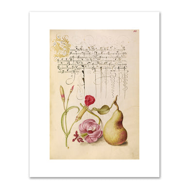 Carnation, Martagon Lily, and Pear by Joris Hoefnagel and Georg Bocskay