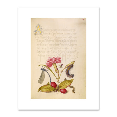 oris Hoefnagel and Georg Bocskay, Damselfly, Carnation, Firebug, Caterpillar, Carnelian Cherry, and Centipede, 1591–1596, J. Paul Getty Museum. Fine Art Prints in various sizes by Museums.Co