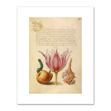 Joris Hoefnagel and Georg Bocskay, Caterpillar, Pear, Tulip, and Purple Snail, 1591–1596, J. Paul Getty Museum. Fine Art Prints in various sizes by Museums.Co