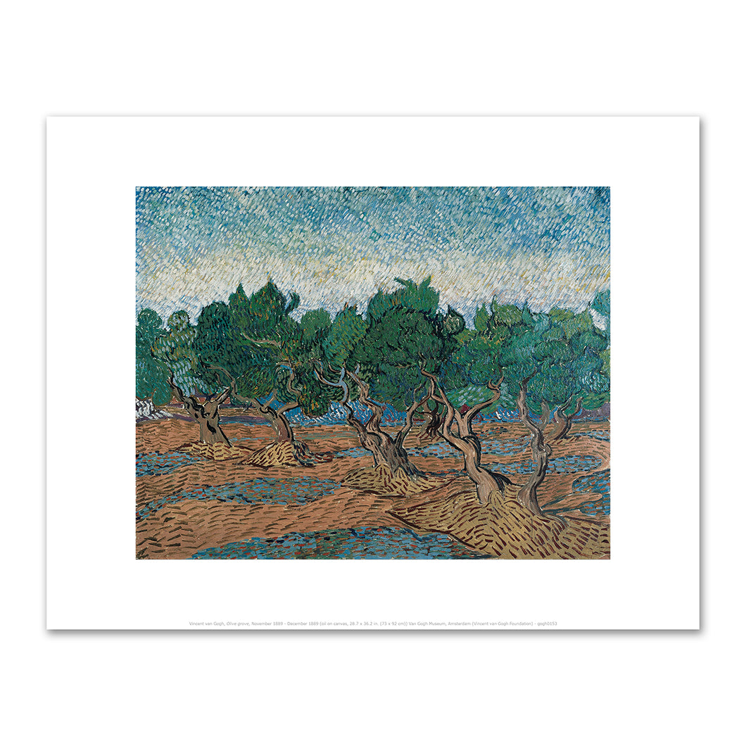 ncent van Gogh, Olive grove, November-December 1889, Van Gogh Museum, Amsterdam. Fine Art Prints in various sizes by Museums.Co