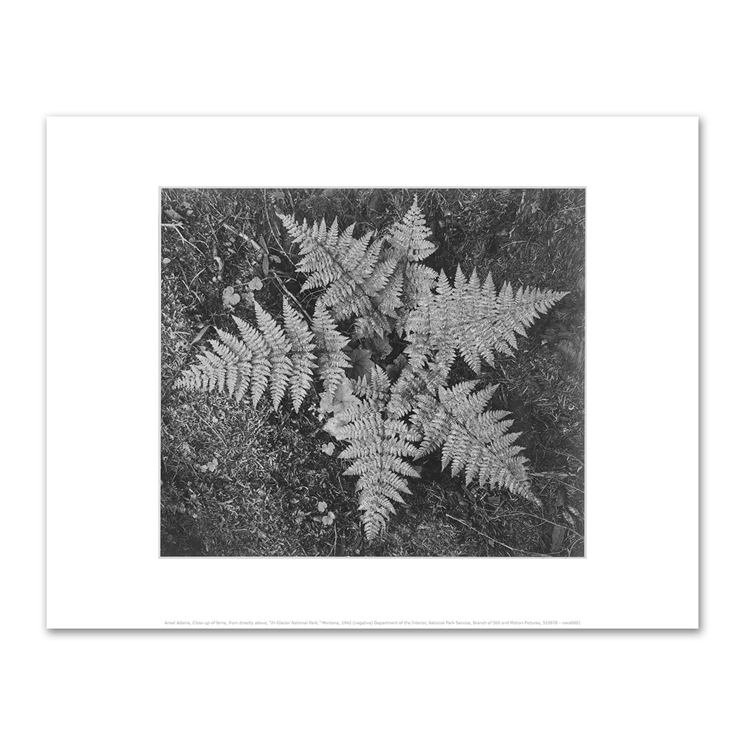 Ansel Adams, Ferns In Glacier National Park, Fine Art Prints in various sizes by Museums.Co
