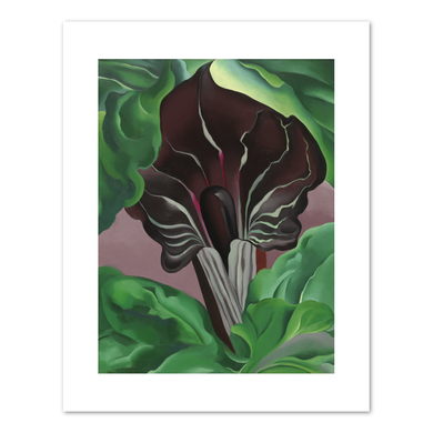 Georgia O'Keeffe, Jack-in-Pulpit - No. 2, 1930, Fine Art Print in various sizes by Museums.Co