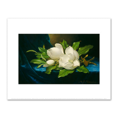 Martin Johnson Heade, Giant Magnolias on a Blue Velvet Cloth, c. 1890, Fine Art Prints in various sizes by Museums.Co