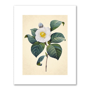Camellia blanc (Camellia Japonica) by Pierre-Joseph Redouté