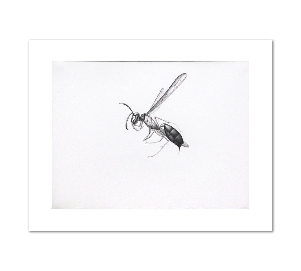 Alexis Rockman, Wasp 2, 1994, Fine Art Prints in various sizes by Museums.Co