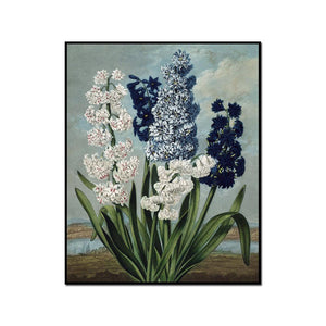 Hyacinths by Robert John Thornton Artblock