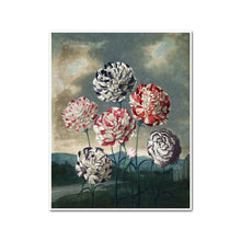 A Group of Carnations by Robert John Thornton Artblock