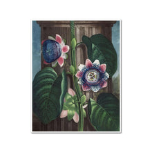 The Quadrangular Passion-flower by Robert John Thornton Artblock